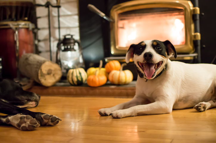 Happy Dogs near fireplace in autumn with Thanksgiving pumpkins in background