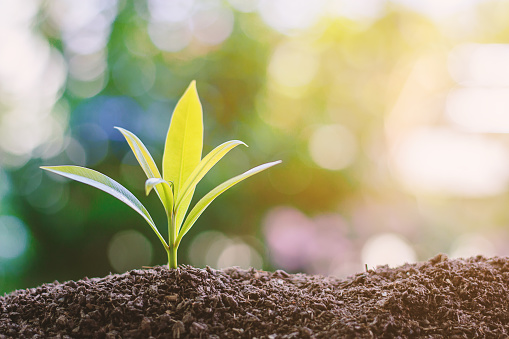 Plant growing from soil against blurred green natural background