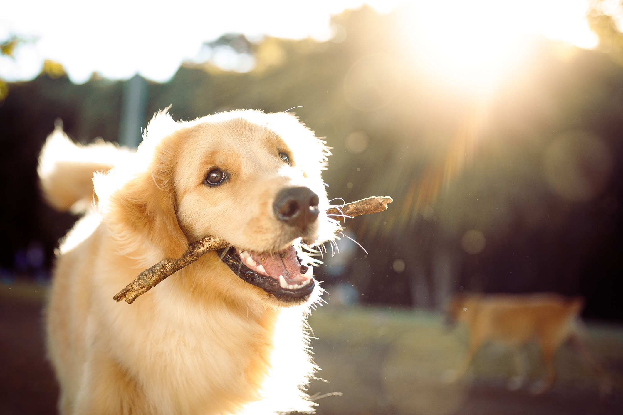 Find Everything Your Pet Needs at This Pet Store in Freeport