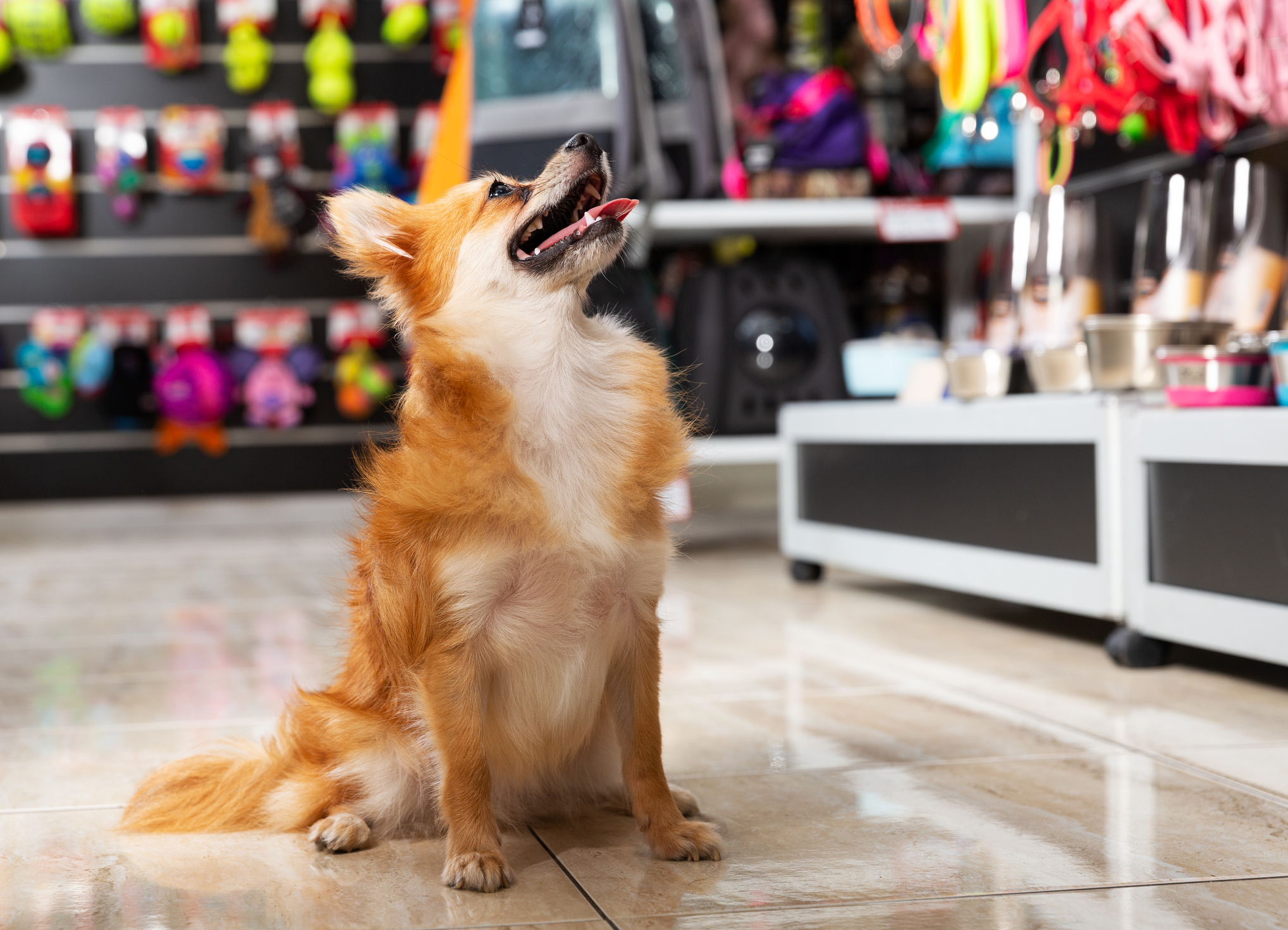 Spoil Your Pets at the Top Freeport Pet Store in Woodshore Marketplace