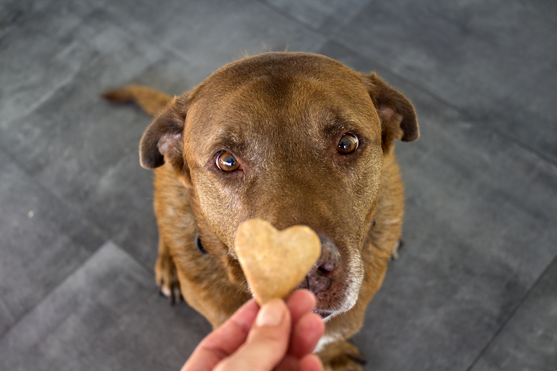 Dog getting a cookie. Adult mixed Labrador dog eating cookie. Gray background. Close up portrait of cute brown dog.